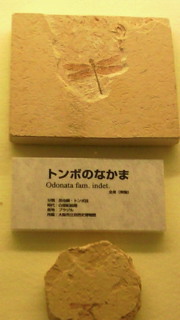 美容と健康の魔法の杖-201003311349000.jpg