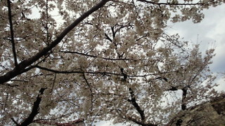 美容と健康の魔法の杖-201003311739000.jpg